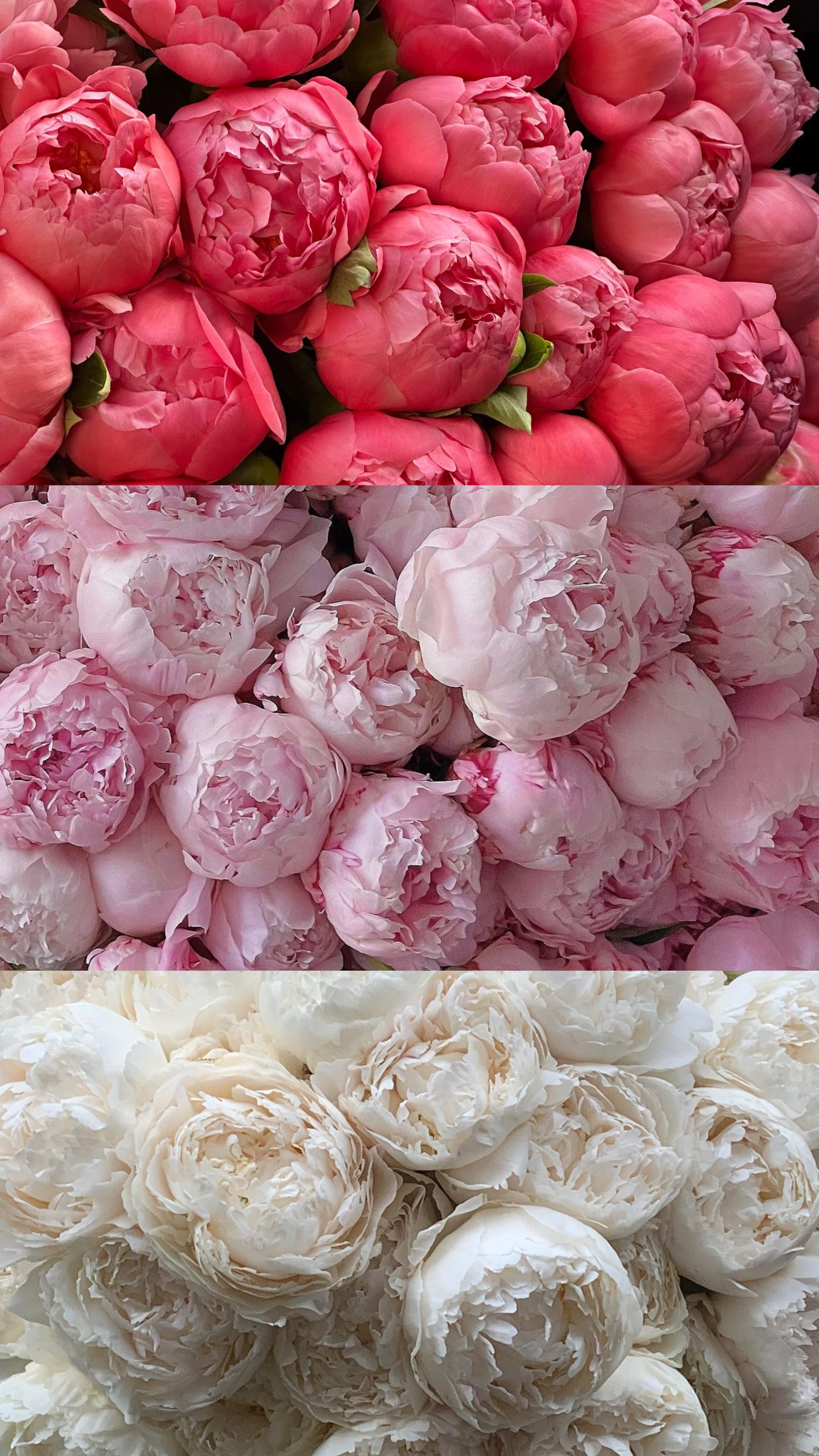 芍藥抱抱桶 | 三色